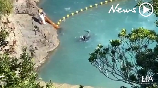 Shocking way dolphins are killed