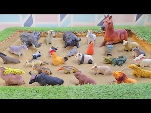 Animal Expedition: A Journey to Meet the Farm Friends and Wild Wonders!