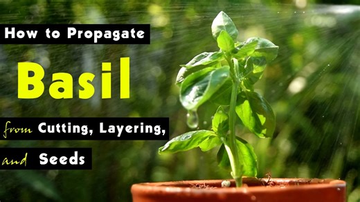 How to Propagate Basil from Cutting, Layering, and Seeds
