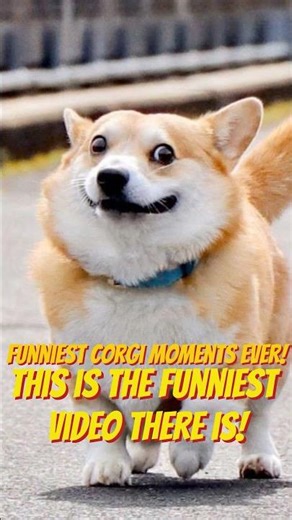 Funniest Corgi Moments Ever! 🐶😂