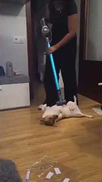 Funny Animals Fails Hilarious Pet Moments You Can’t Stop Laughing At #funny #hilariousfails#animals