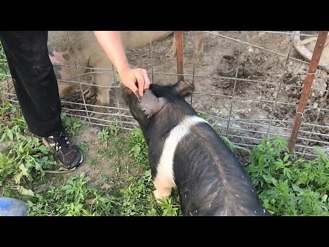 How to Read Pig Ear Notches! (Swine Identification)