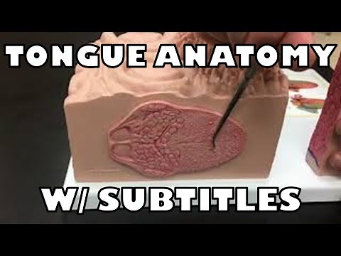 Tongue & Taste Bud Model (with Subtitles)- Ohio University - Anatomy & Physiology
