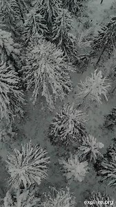 28K views · 311 reactions | What are our favorite animals up to during winter? Every animal has a different strategy. For more about winter survival, check out our YouTube channel. #winter #animals #nature | explore.org | Facebook