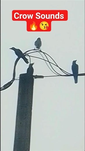 Amazing Crow Sounds #shorts