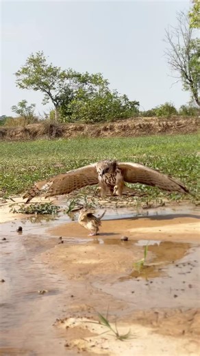 Eagle hunting bird of prey on the ground #youtube #nature #like #eagle
