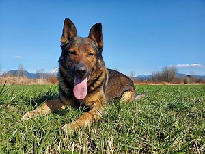 RCMP police dog service launches annual 'name the puppy' contest