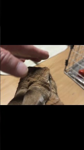 A parakeet spots its beloved rabbit and runs over to it, only to be promptly rejected...