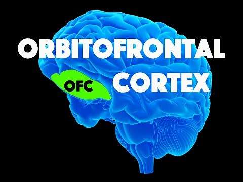 Orbitofrontal Cortex (OFC)