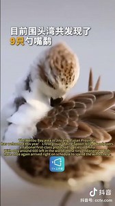 勺嘴鹬Spoon-billed Sandpipers 🐦#biodiversity #cute #birdlife #birdwatching #shots #fyp #travel