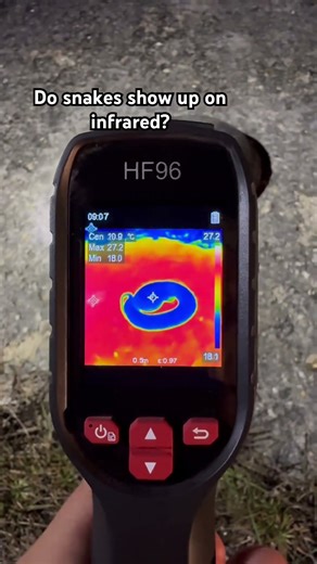 Do snakes show up on infrared?