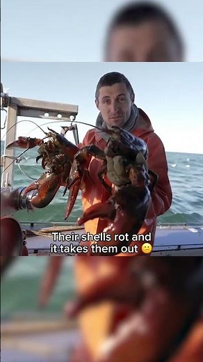 Have you ever seen TWIN LOBSTERS?