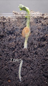10 days in 30 seconds. Pea growing underground | Boxlapse