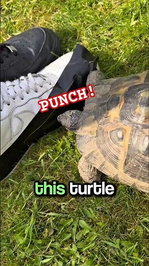 Why Do Turtles Dislike the Color Black? 🐢