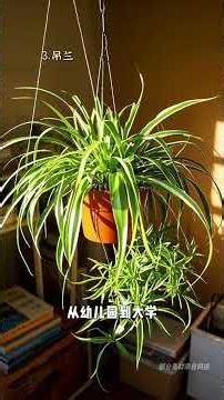 8 Safe & Edible Green Plants for Parrots: Non-Toxic Delights