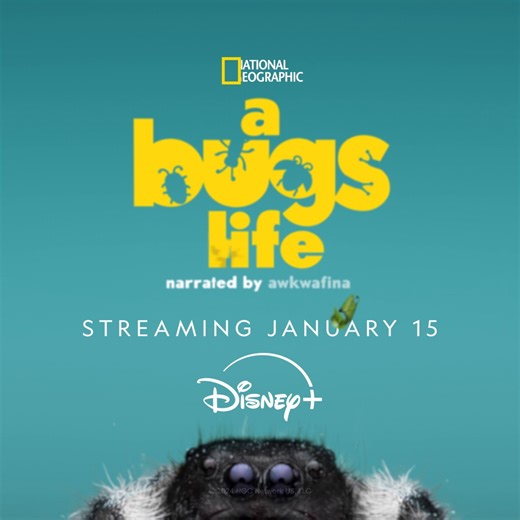 8.8K views · 50 reactions | We're getting the bugs back together!  Catch #ARealBugsLife 2, streaming January 15 on #DisneyPlus. | National Geographic Australia | Facebook