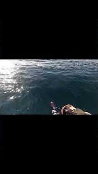 Mキャロ無双 #shorts #ライトゲーム #アジング #ゼロイチ