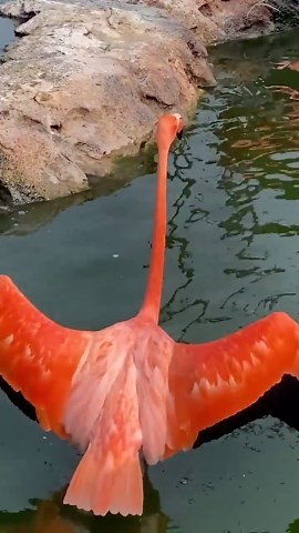 Flamingos enjoy the sunshine at the zoo lagoon