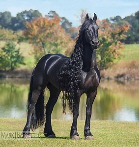 Friesian horse ~ Everything You Need to Know with Photos | Videos
