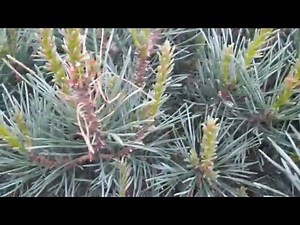 Removing Sawfly Larvae from Ornamental Pines