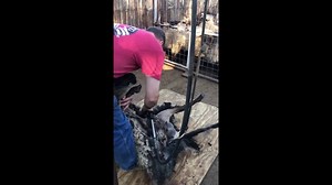 Bosque Redondo Memorial's Navajo-Churro sheep had a busy day getting sheared. Here's a short video demonstrating the process. | New Mexico Historic Sites