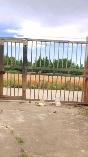 Naughty Bear Seeks Help from Cute Girls