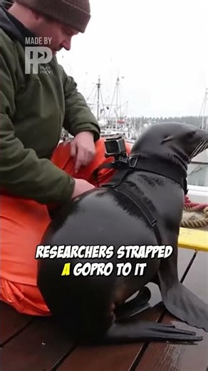 Sea Lion's Secret Heist: GoPro Captures the Unbelievable!