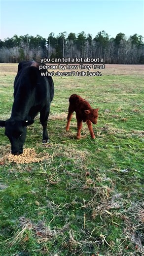 Understanding Livestock: How Cows Reflect Character