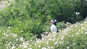 Puffins return to Antrim nature reserve after 25 years