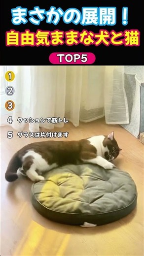 おもしろ犬・猫動画5選😂 自由気ままな毎日がかわいすぎる