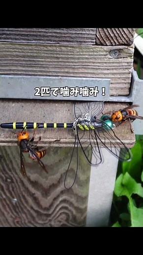 おにやんま君でオオスズメバチを追い払えるのか！？私は京都の週末養蜂家！ #スズメバチ #オオスズメバチ #おにやんま君