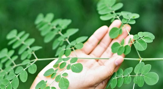 Beneficios de la moringa para la salud y cómo consumirla para prevenir enfermedades