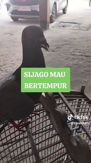 IBR AMA LEBE LACHINE (@amalebe3)’s videos with suara asli - ᴋᴀᴋᴀ ᴄᴇᴍᴏs ʀᴇᴍɪx - jesiiimelyac