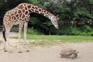 Elderly Giraffe Euthanized at Brookfield Zoo