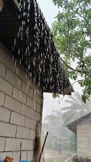 MASAK MENU SIMPLE #menu #menusimple #kegiataniburumahtangga #viral #fyp