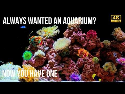 🧘‍♂️ 4K Ultra HD Aquarium: 12 Hours of Stunning Fish for Meditation, Sleep & Relaxation