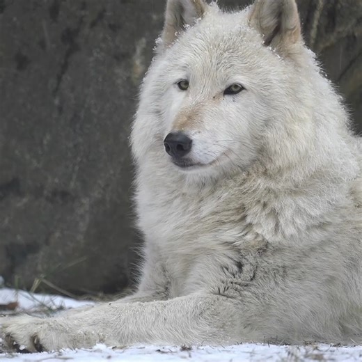 57K views · 15K reactions | Wolves thrive in winter ❄️ | Wolf Conservation Center | Facebook