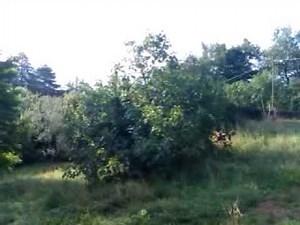 Video test da HTC Wildfire (immagini ferme) (www.androidworld.it)