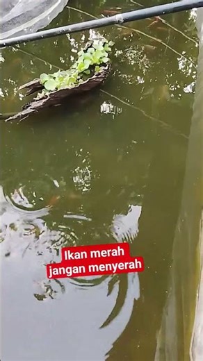 Ikan merah sebagai hiasan kolam
