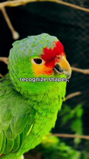 Why Parrots Are Smarter Than You Think 🦜