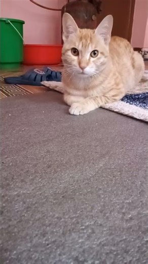 cute cat sitting alone#animals#catlovers