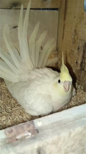 creem face fellow x fellow split