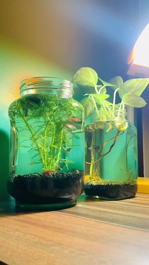 Create Mini Aquariums with Glass Jars