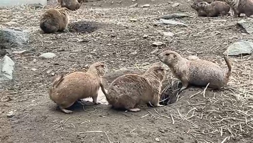 7.6K views · 155 reactions |  Prairie dog pup protection squad,...