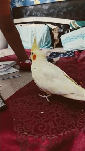 what's Picku doing? #birds #cockatiel #parrot #cute #pets #shorts #yt