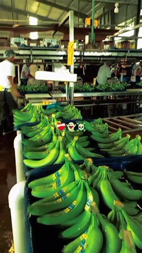 Videos de 😎Carlosenrique😎 (@carlosmen221194) con “sonido original - Kler Animation”