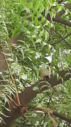 Mother squirrel calling baby |squirrel chirping loudly | squirrel sound | squirrel voice