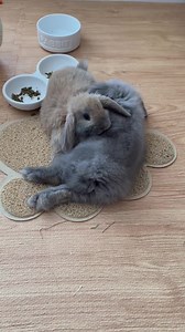 Bunny cuddles make life even sweeter! 🐰❤️🐰 _______________________________________ 📷 IG: Heyimthumper 💖 📦 Unbox joy with your bunnies! 🎁 🍂 November is just around the corner; head to our website to discover our new box theme!🌲 | Happy Bunny Club