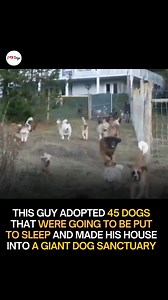 51K views · 4K reactions | He didn’t plan to rescue 45 dogs. He just couldn’t stand knowing they were about to be killed. One by one, he pulled them out of danger—and somewhere along the way, he realized they needed more than a save… they needed a home. So he built them a sanctuary. Now those 45 dogs sleep warm, run free, and finally know what it feels like to be loved by someone who refused to give up on them. | I'm Against Animal Abuse | Facebook