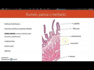 Aparato digestivo. Preestomagos de rumiantes. Rumen